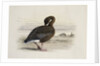 A Pink-Footed Goose by Archibald Thorburn