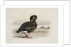 A Pink-Footed Goose by Archibald Thorburn