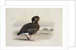 A Pink-Footed Goose by Archibald Thorburn