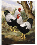 A Silver Wyandotte Cockerel by E G Wippell