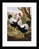 A Silver Wyandotte Cockerel by E G Wippell