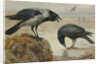A Hooded Crow and a Carrion Crow by Archibald Thorburn