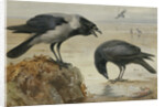 A Hooded Crow and a Carrion Crow by Archibald Thorburn