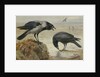A Hooded Crow and a Carrion Crow by Archibald Thorburn