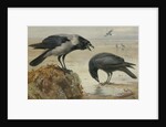 A Hooded Crow and a Carrion Crow by Archibald Thorburn