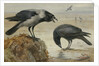 A Hooded Crow and a Carrion Crow by Archibald Thorburn