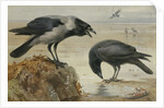 A Hooded Crow and a Carrion Crow by Archibald Thorburn