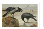 A Hooded Crow and a Carrion Crow by Archibald Thorburn
