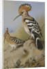 Hoopoes by Archibald Thorburn