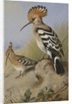 Hoopoes by Archibald Thorburn