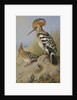 Hoopoes by Archibald Thorburn