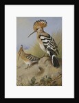 Hoopoes by Archibald Thorburn