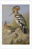 Hoopoes by Archibald Thorburn