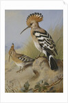 Hoopoes by Archibald Thorburn