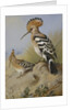 Hoopoes by Archibald Thorburn