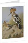 Hoopoes by Archibald Thorburn