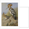 Hoopoes by Archibald Thorburn