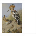 Hoopoes by Archibald Thorburn