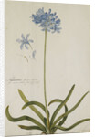 Agapanthus by Georg Dionysius Ehret
