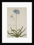Agapanthus by Georg Dionysius Ehret