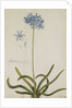 Agapanthus by Georg Dionysius Ehret
