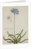 Agapanthus by Georg Dionysius Ehret