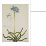 Agapanthus by Georg Dionysius Ehret