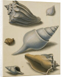 Studies of Shells and Marine Flora by Sydenham Teast Edwards