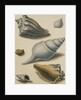 Studies of Shells and Marine Flora by Sydenham Teast Edwards