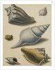 Studies of Shells and Marine Flora by Sydenham Teast Edwards