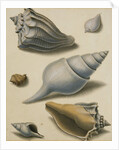 Studies of Shells and Marine Flora by Sydenham Teast Edwards