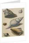 Studies of Shells and Marine Flora by Sydenham Teast Edwards