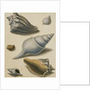 Studies of Shells and Marine Flora by Sydenham Teast Edwards