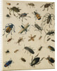 Studies of Insects by Sydenham Teast Edwards