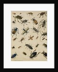 Studies of Insects by Sydenham Teast Edwards