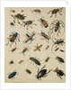 Studies of Insects by Sydenham Teast Edwards