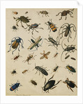 Studies of Insects by Sydenham Teast Edwards