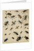 Studies of Insects by Sydenham Teast Edwards