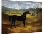 Jack Spigot, a Dark Bay Racehorse in a Paddock at Bolton Hall by John Frederick Herring Sr.