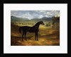 Jack Spigot, a Dark Bay Racehorse in a Paddock at Bolton Hall by John Frederick Herring Sr.