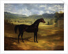 Jack Spigot, a Dark Bay Racehorse in a Paddock at Bolton Hall by John Frederick Herring Sr.