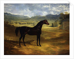 Jack Spigot, a Dark Bay Racehorse in a Paddock at Bolton Hall by John Frederick Herring Sr.