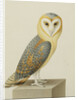 A Barn Owl (Tyto Alba) by Nicolas Robert