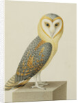 A Barn Owl (Tyto Alba) by Nicolas Robert