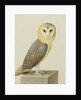 A Barn Owl (Tyto Alba) by Nicolas Robert
