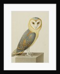 A Barn Owl (Tyto Alba) by Nicolas Robert