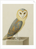 A Barn Owl (Tyto Alba) by Nicolas Robert