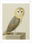 A Barn Owl (Tyto Alba) by Nicolas Robert