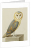 A Barn Owl (Tyto Alba) by Nicolas Robert