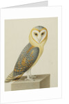 A Barn Owl (Tyto Alba) by Nicolas Robert